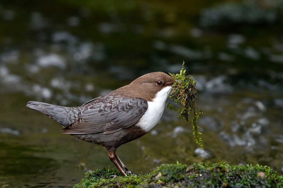 France, Doubs, Creuse Valley, bird, diving Cincle (Cinclus cinclus), nest construction\n