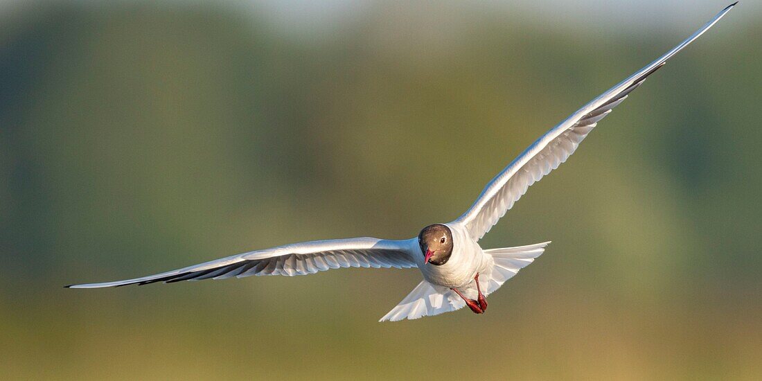 France, Somme, Baie de Somme, Le Crotoy, The Marsh du Crotoy welcomes each year a colony of Black-headed Gull (Chroicocephalus ridibundus), which come to nest and reproduce on islands in the middle of the ponds\n