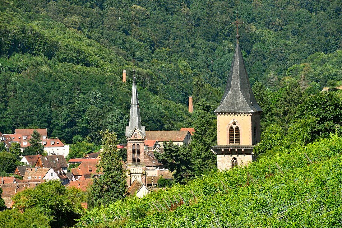 France, Haut Rhin, the Alsace Wine Route, Ribeauville and it's wineyard\n