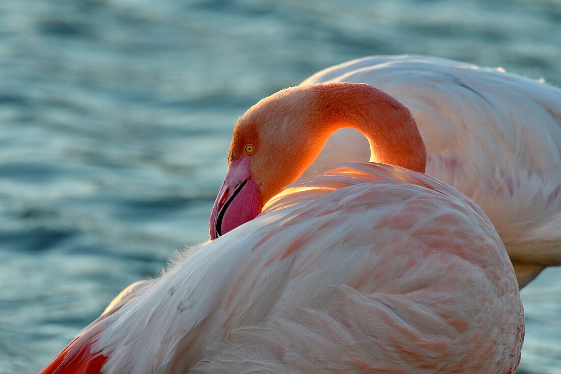 France, Bouches du Rhone, Camargue, Pont de Gau reserve, Flamingos (Phoenicopterus roseeus)\n