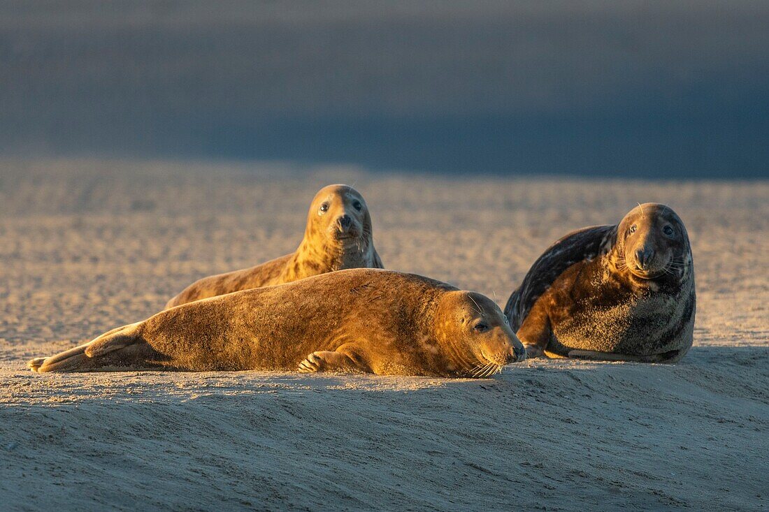 Frankreich, Pas de Calais, Authie-Bucht, Berck sur Mer, Kegelrobben (Halichoerus grypus), bei Ebbe ruhen die Robben auf den Sandbänken, von wo aus sie von der steigenden Flut gejagt werden