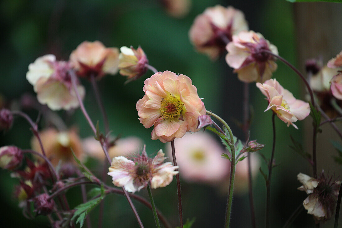 Carnation 'Mai Tai' (Geum), portrait