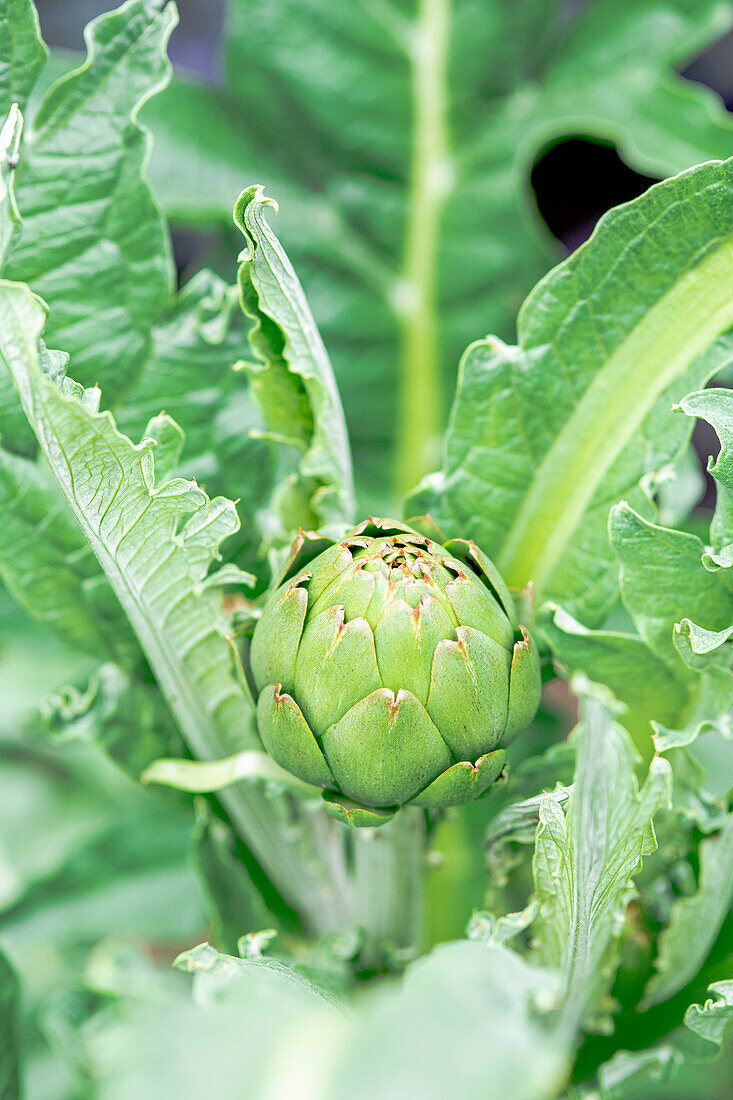 Artischocke im Garten