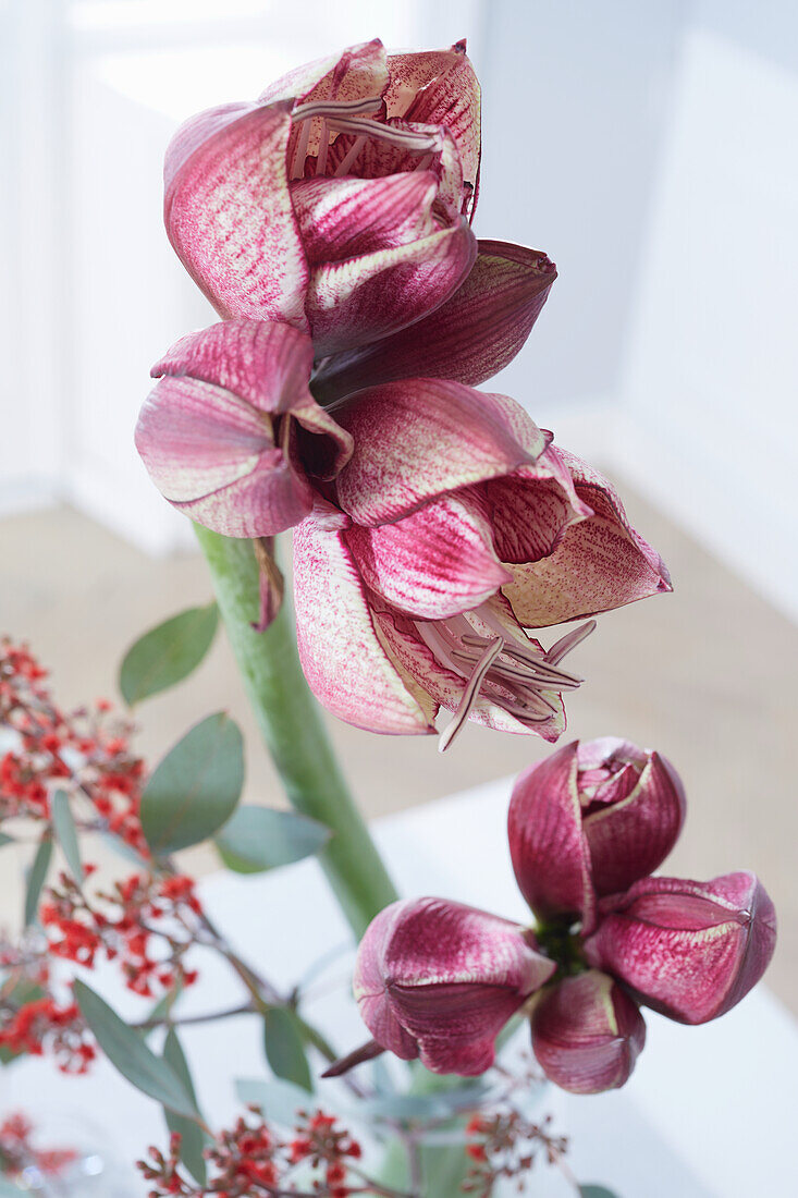 Rot schimmernde Amaryllis