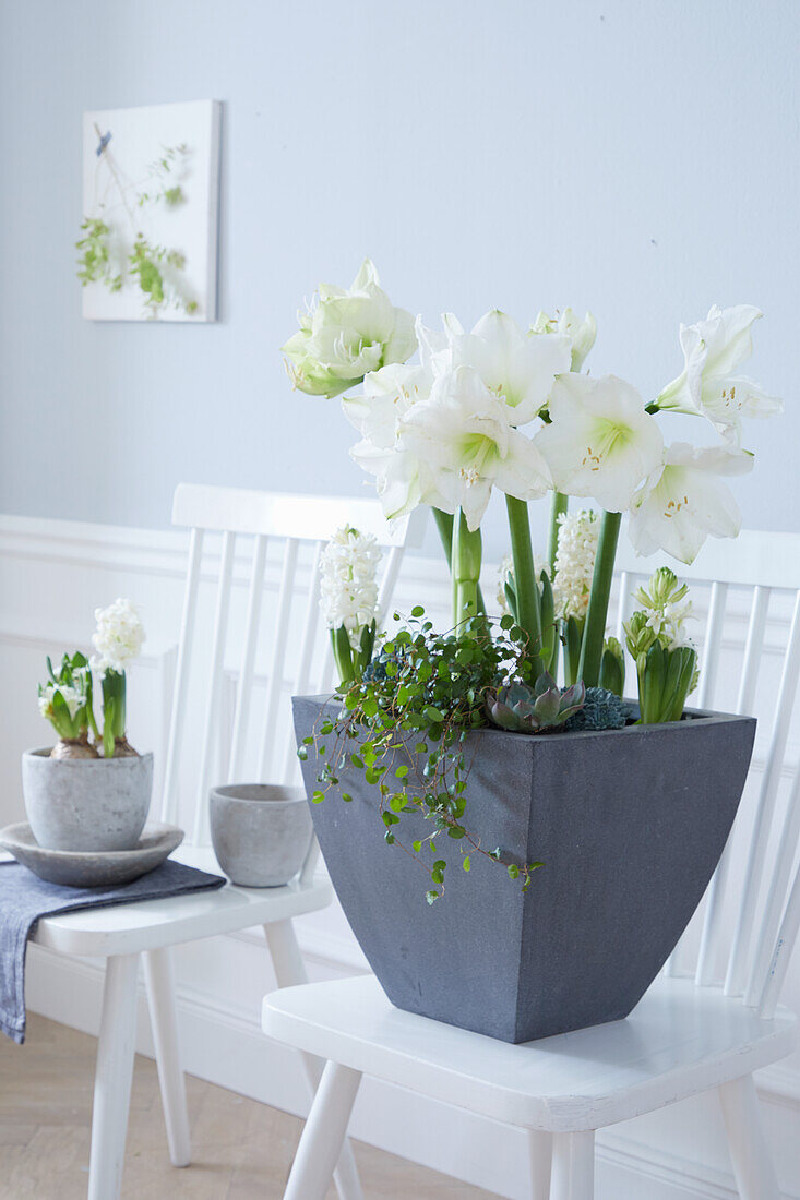 Weiße Amaryllis, Hyazinthe und Pilea glauca im Blumentopf