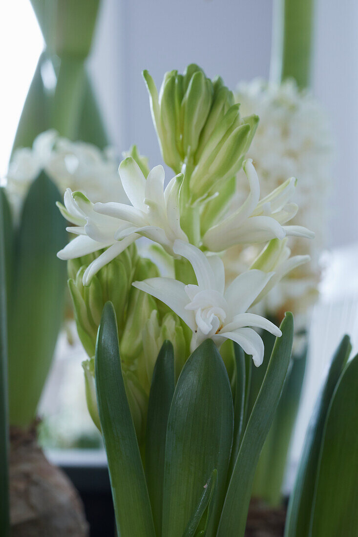 Weiße Hyazinthenblüte