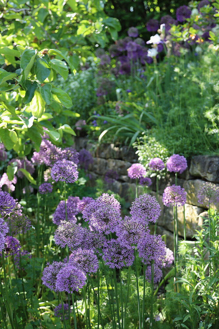 Beet mit Zierlauch (Allium) im Garten