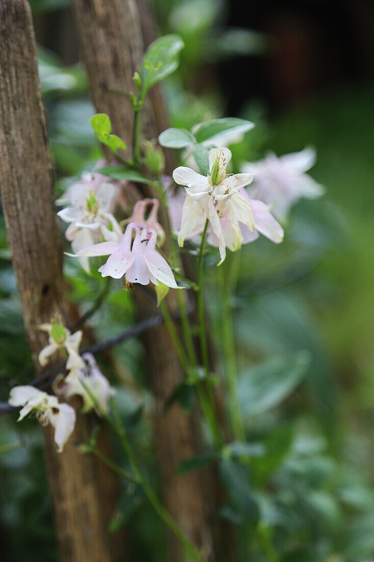 Aquilegia flowers (Aquilegia), portrait