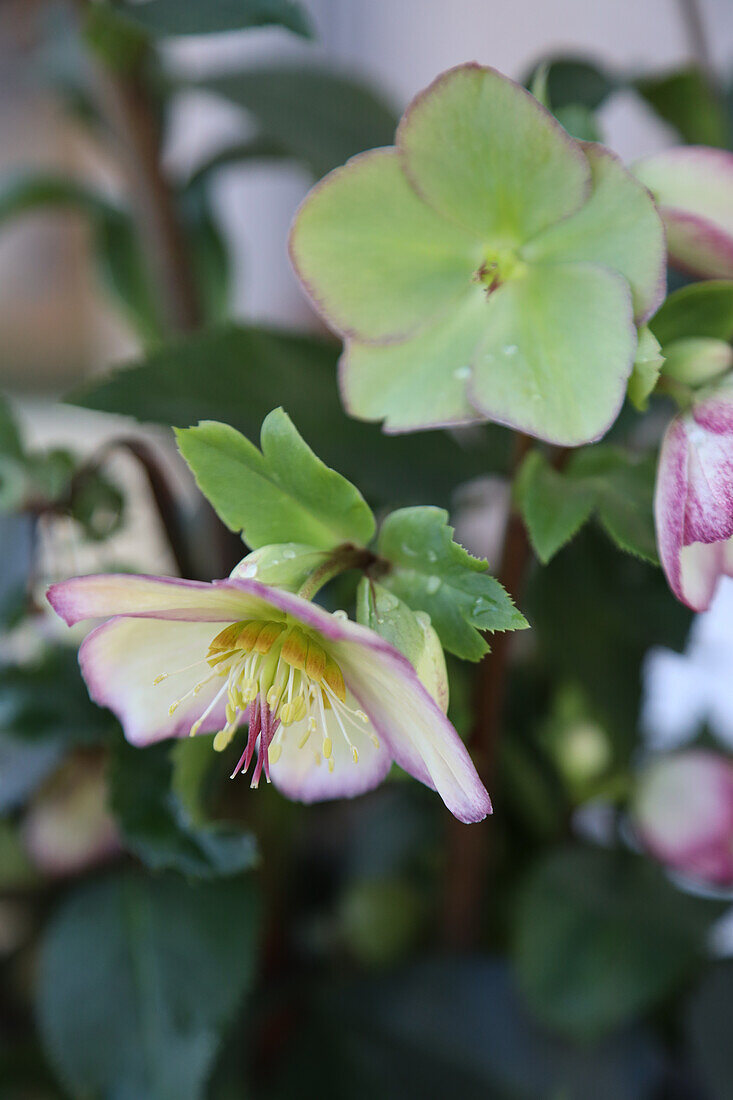 Christmas rose blossoms (Helleborus niger), flower portrait