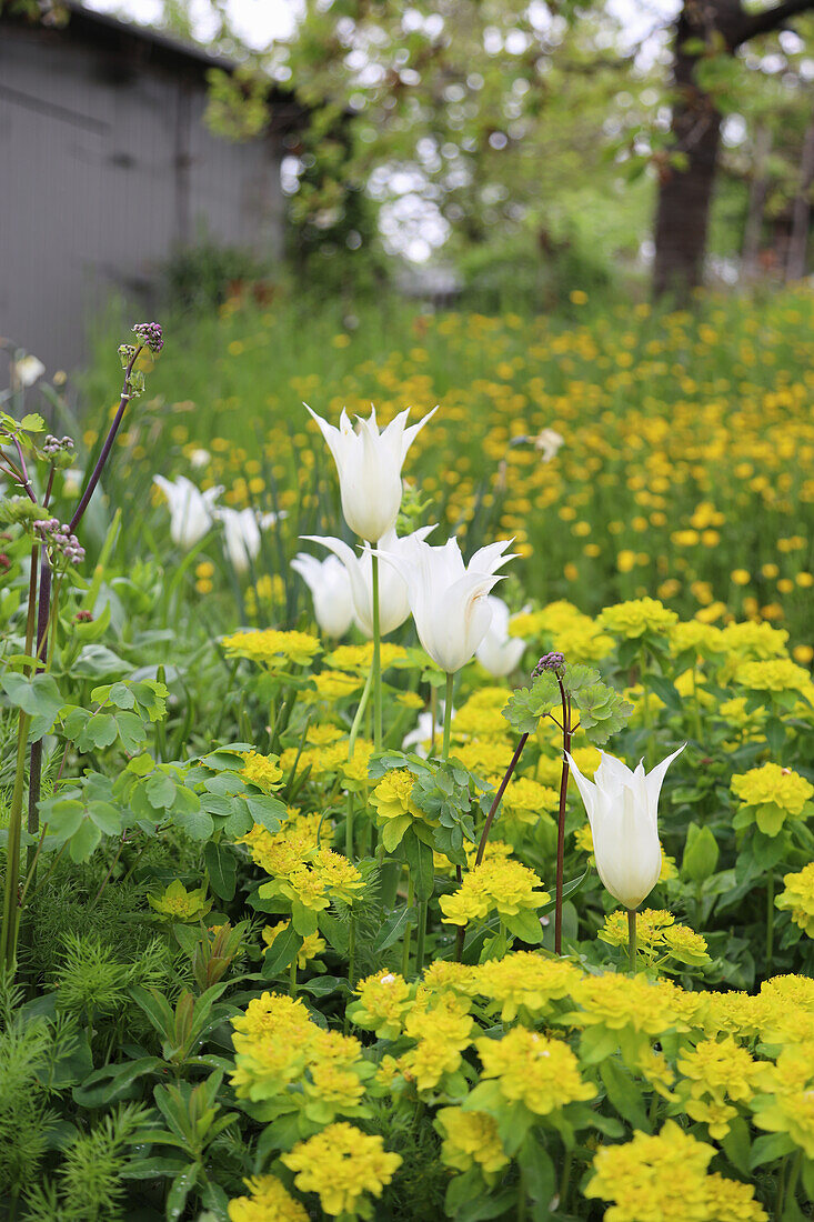 Bed with cushion spurge (Euphorbia epithymoides) and tulip (Tulipa) 'White Triumphator'