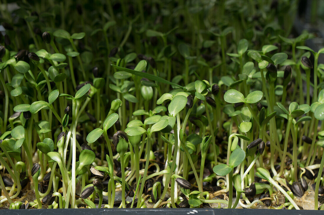 Germinating sunflower seeds for growing your own sprouts