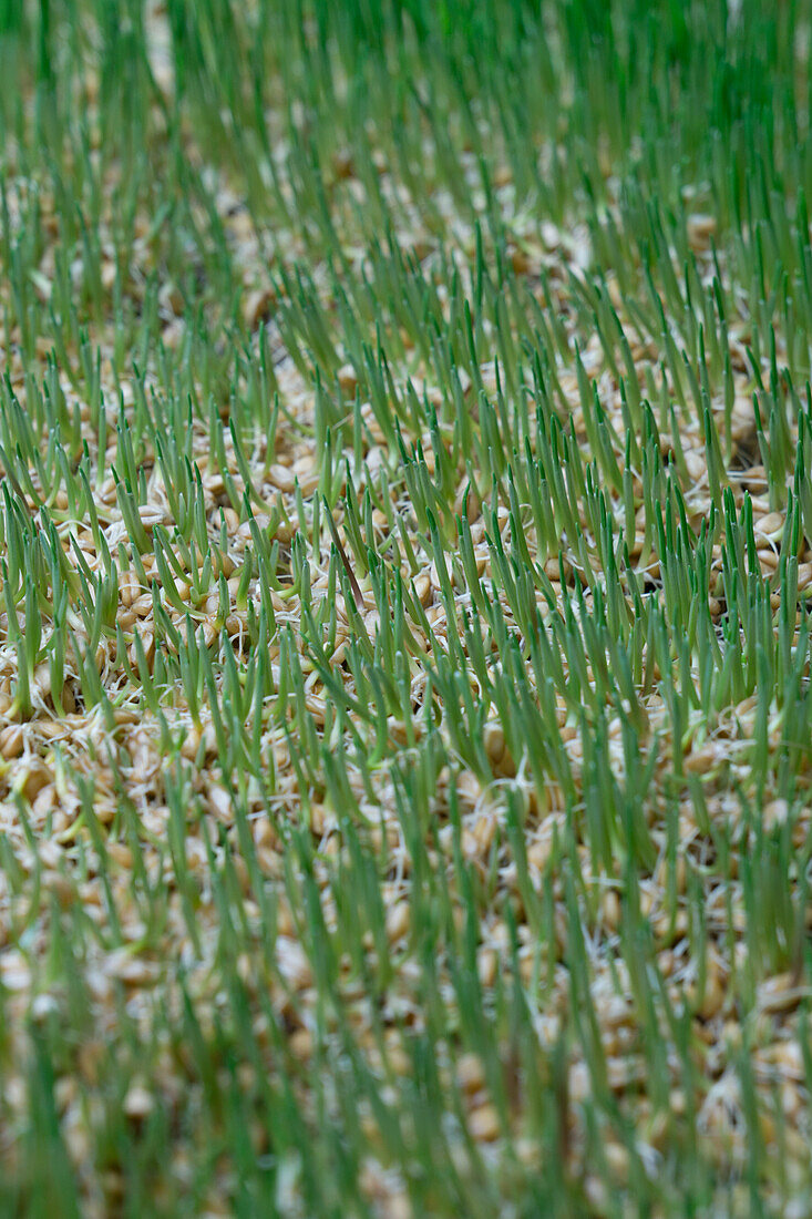 Wheat sprouts