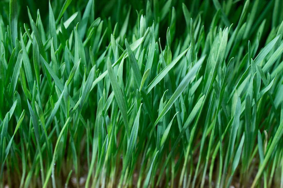 Wheat sprouts