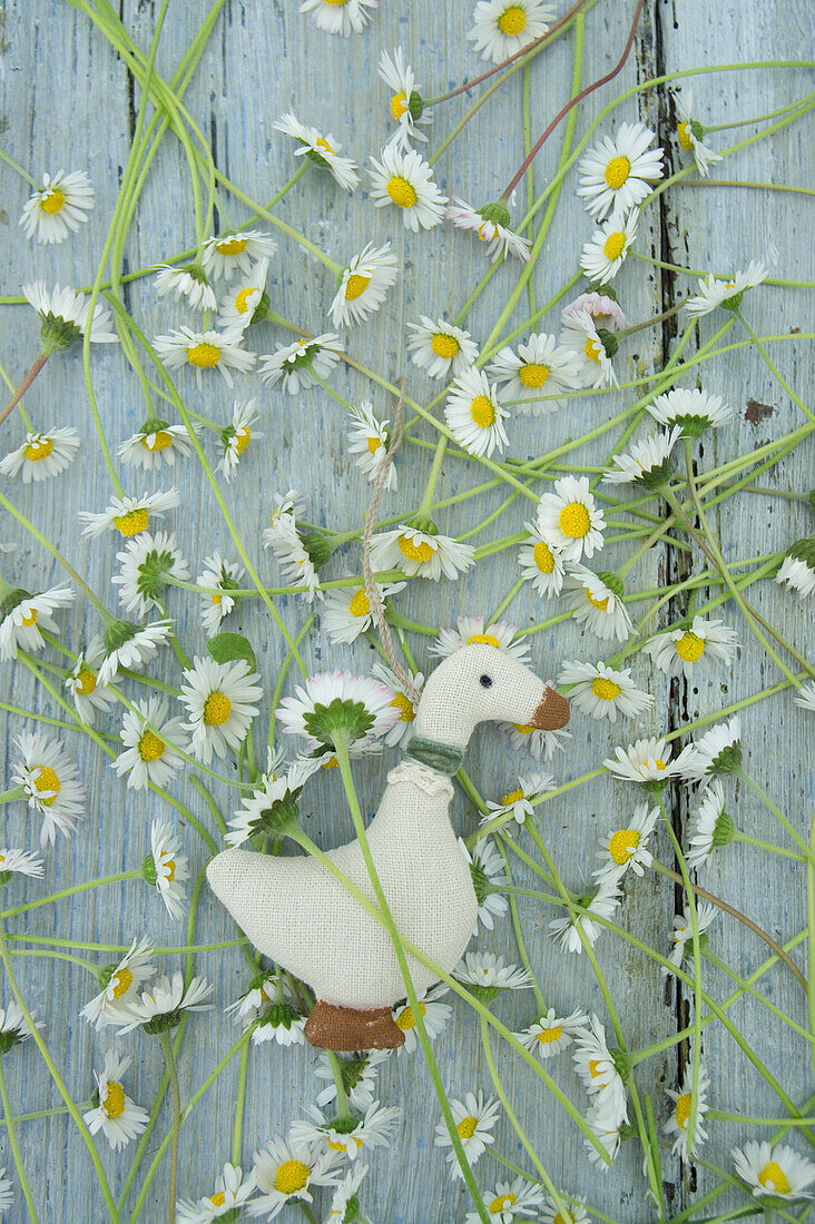 Gänseblümchen und Stoffgans auf Holztisch