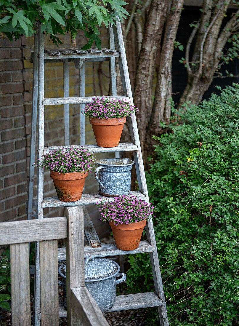 Flowers in clay pots and metal watering cans on an old ladder in the garden