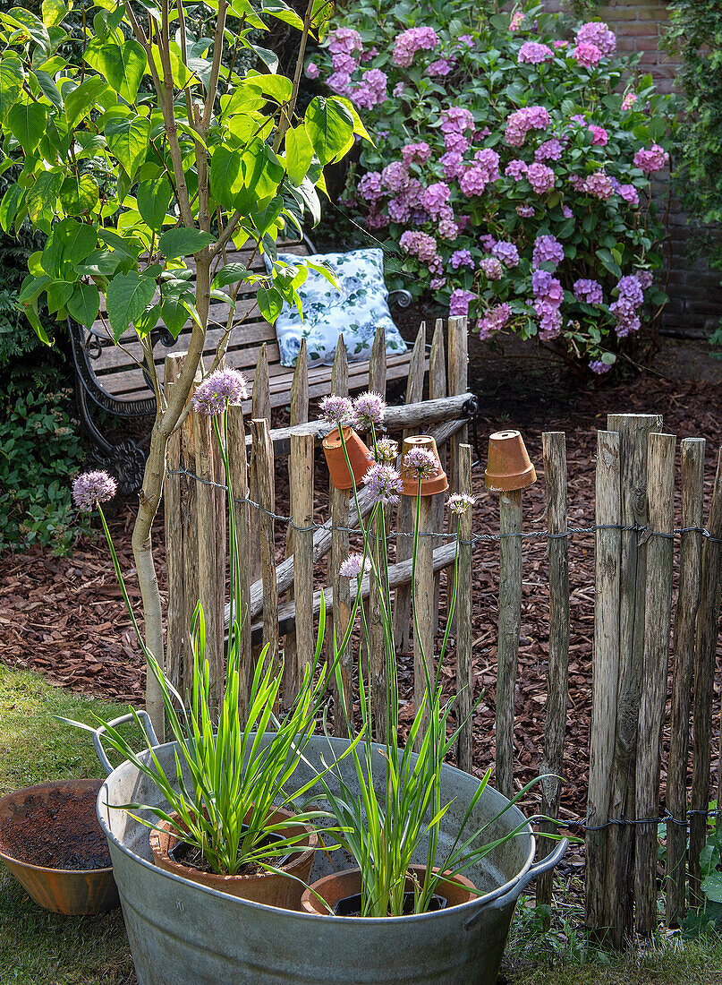 Topfpflanzen vor Holzzaun, Gartenbank und Hortensien (Hydrangea) im Hintergrund