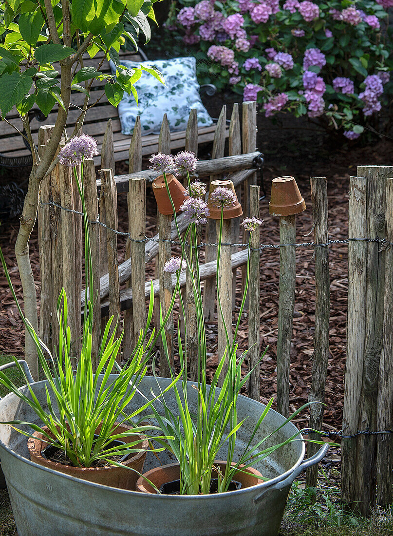 Flowering leek (allium) in a zinc tub in country garden with wooden fence and hydrangeas