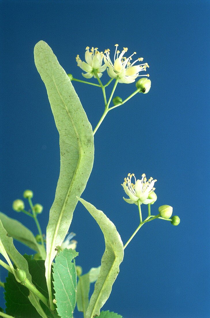 Lime blossom (Tilia flos) against dark blue backdrop