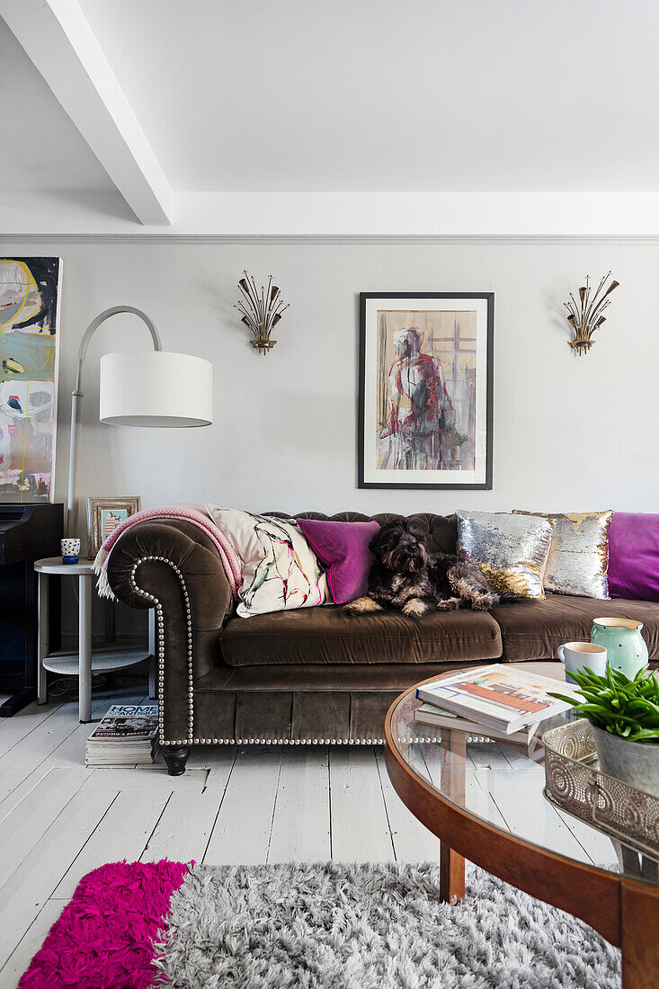 Dog on brown velvet sofa with colorful pillows in the living room