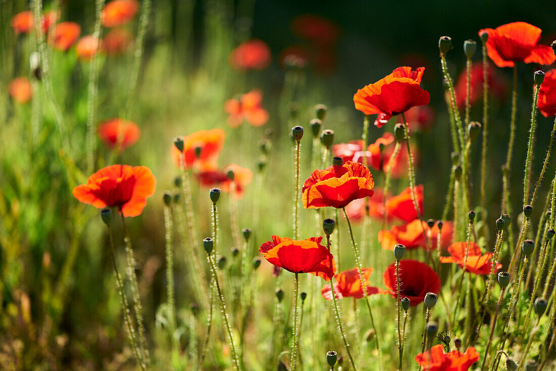 Poppy meadow