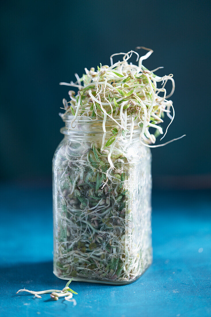 Mung bean sprouts in a jar
