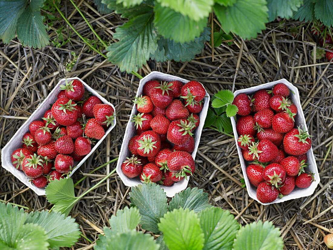 Frisch geerntete Erdbeeren in Pappschalen