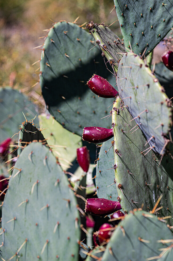 Opuntia-Kaktus mit Früchten