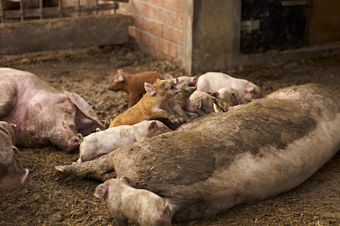 Schweinehaltung mit Ferkeln