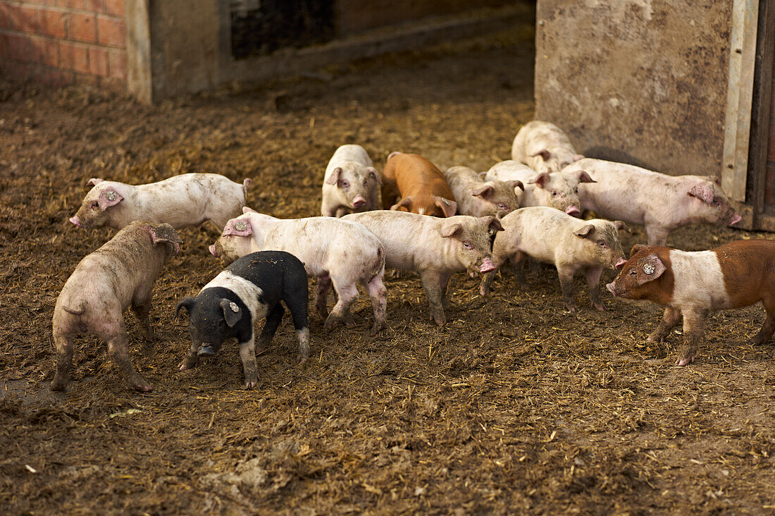 Pig farming with piglets