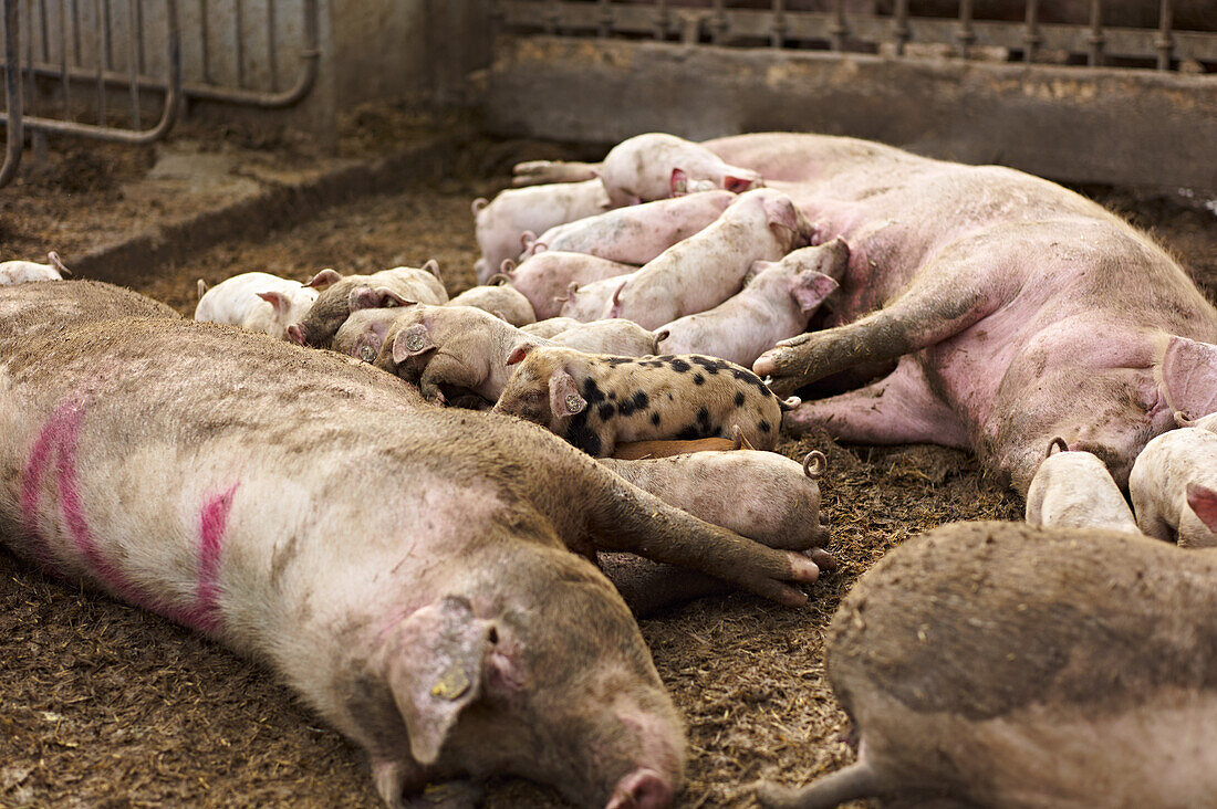 Mother sow with piglets