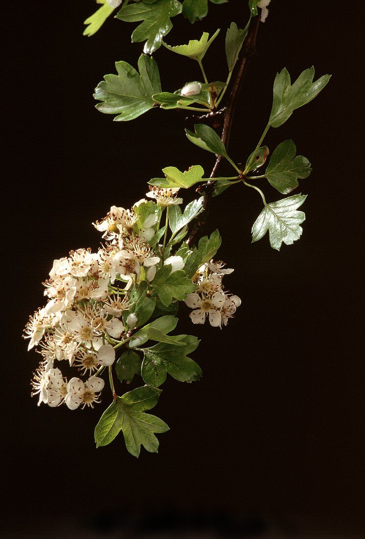Weissdornblüten (Crataegus monogyna), schwarzer Hintergrund