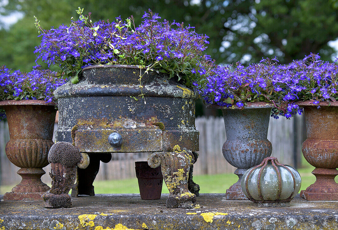 Antique flower pots with blue lobelia (Lobelia erinus) on a stone wall