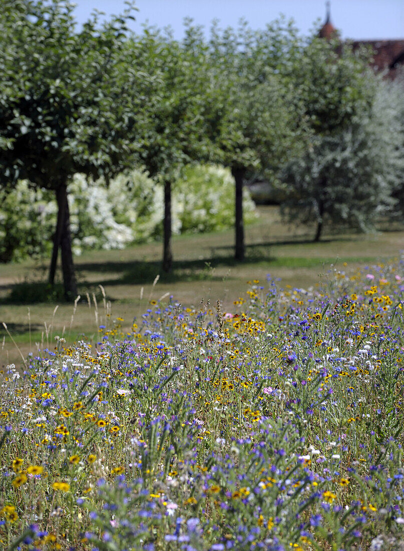 Blumenwiese mit Obstbäumen im Hintergrund an einem sonnigen Tag