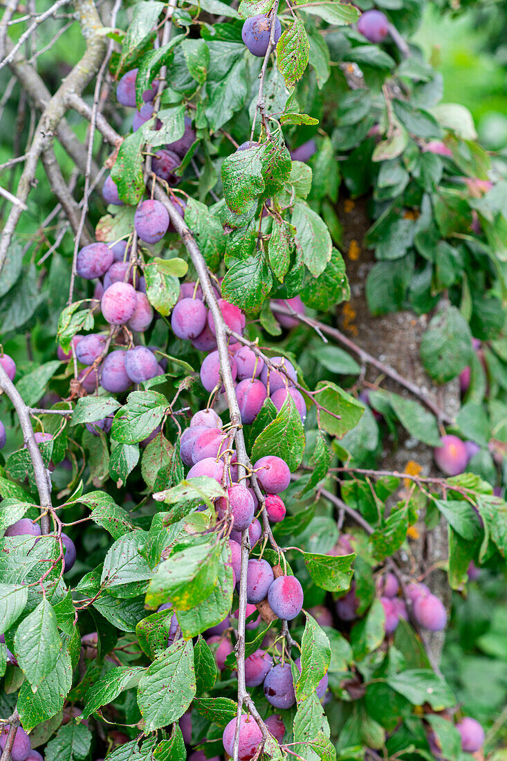 Plums on the tree