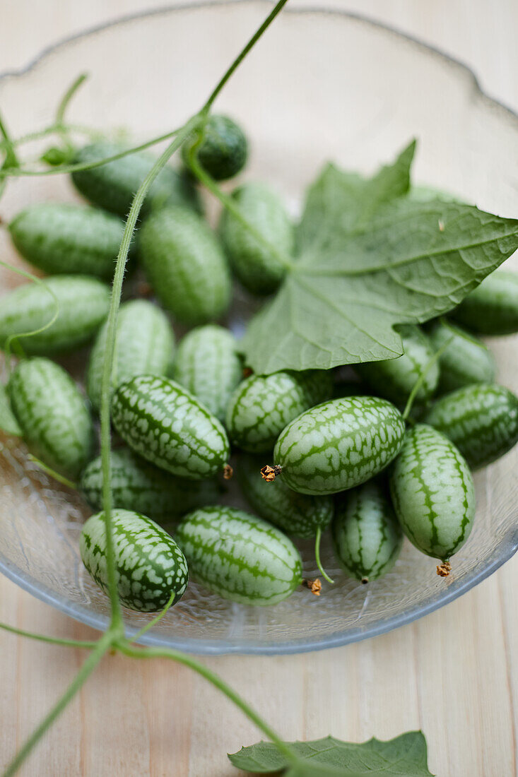 Mexican mini cucumber (Melothria scabra)