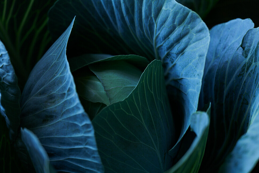 White cabbage head