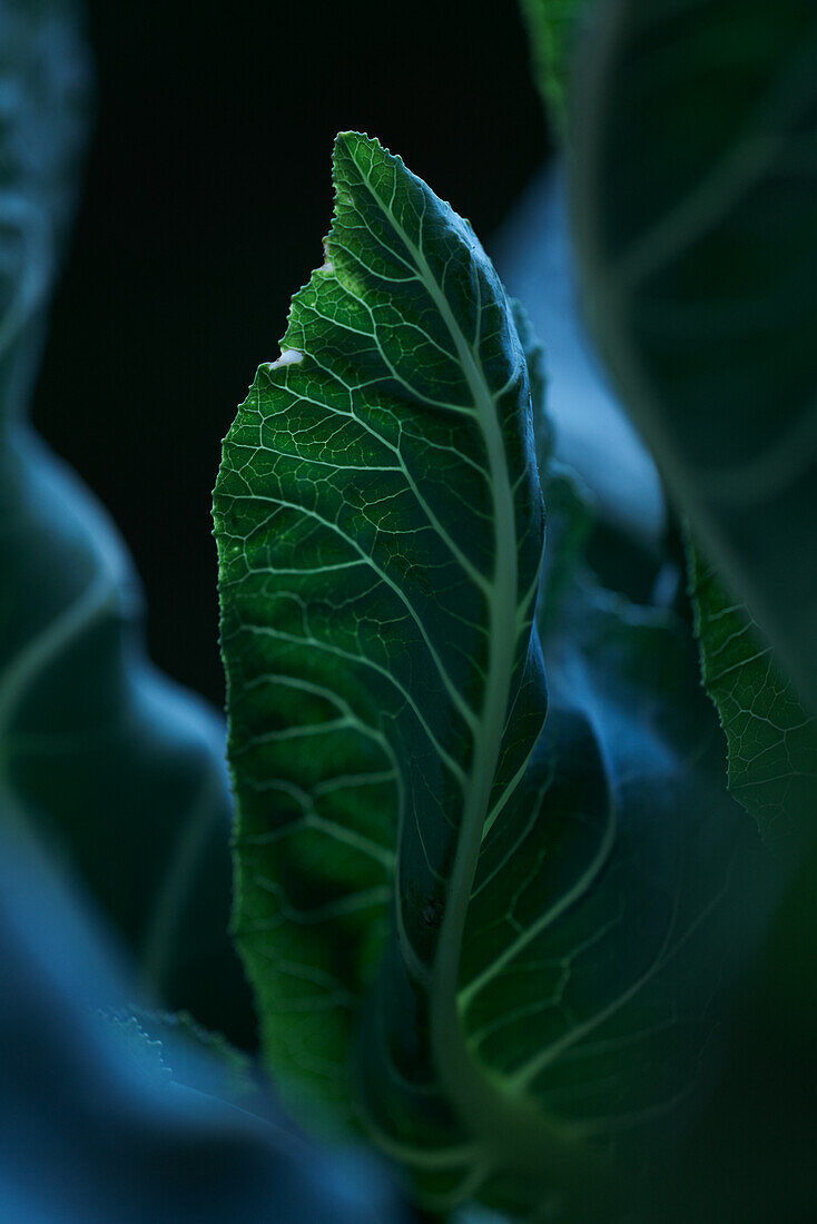 Cabbage (detail)