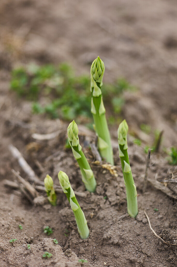 Green asparagus in a field