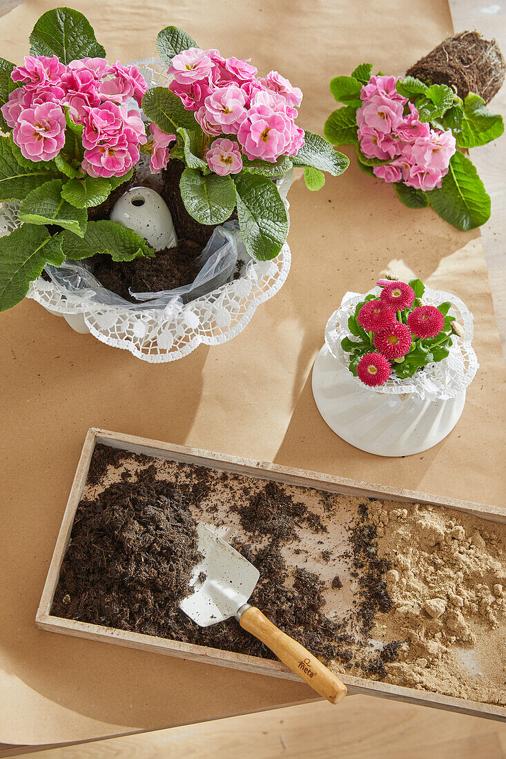 Kuchenformen aus Porzellan mit Primeln bepflanzen