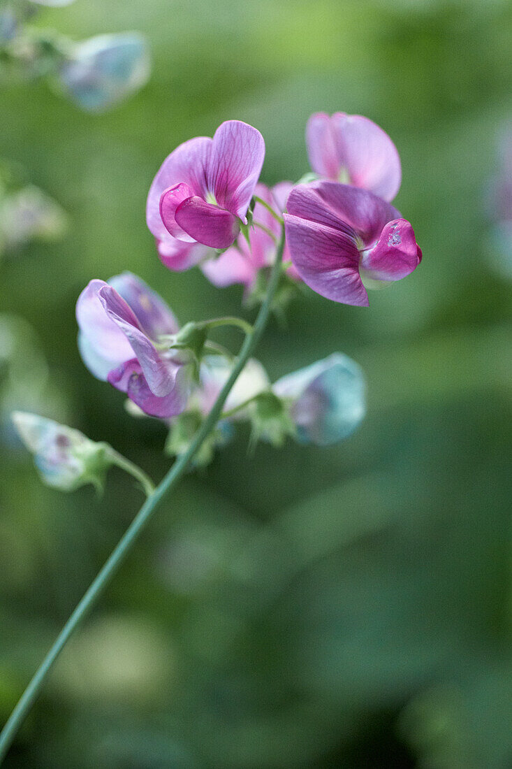 Pink vetch flower (Vicia), flower portrait