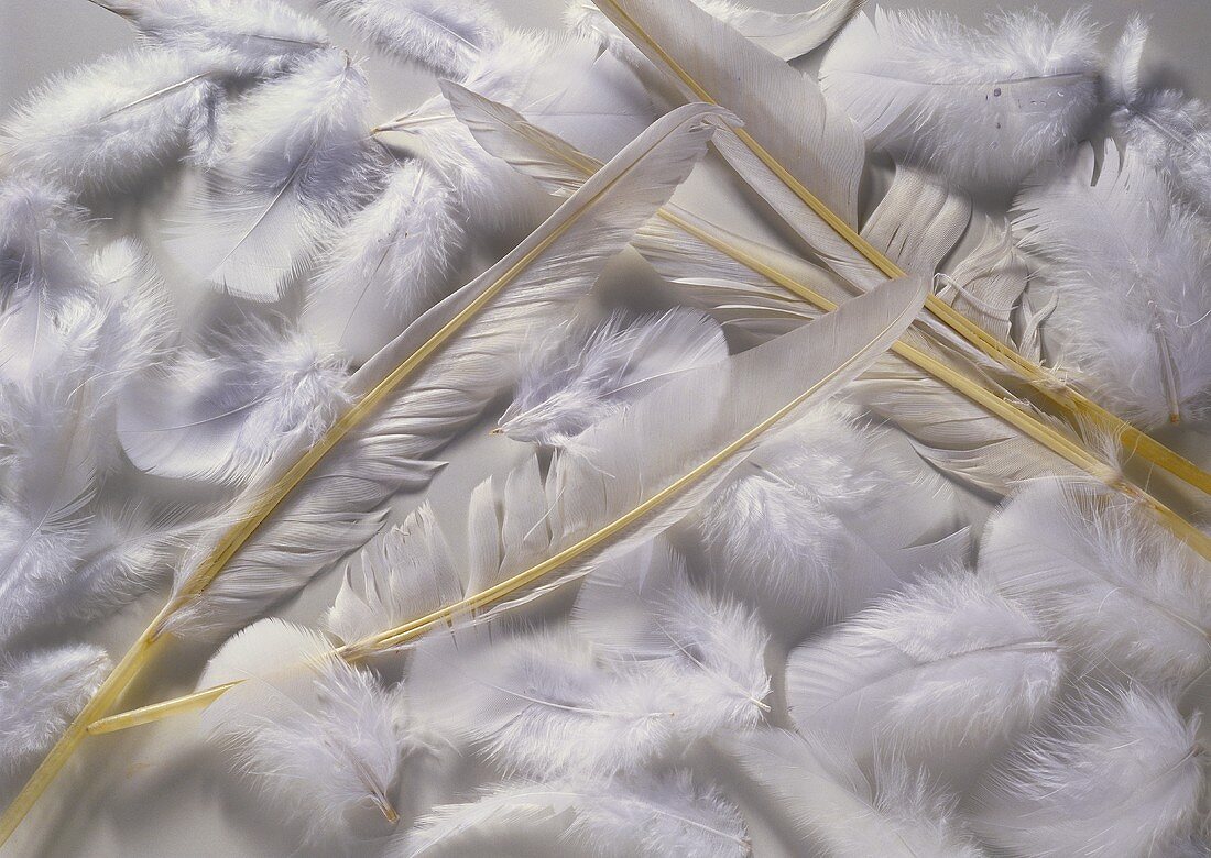 Several Goose Feathers