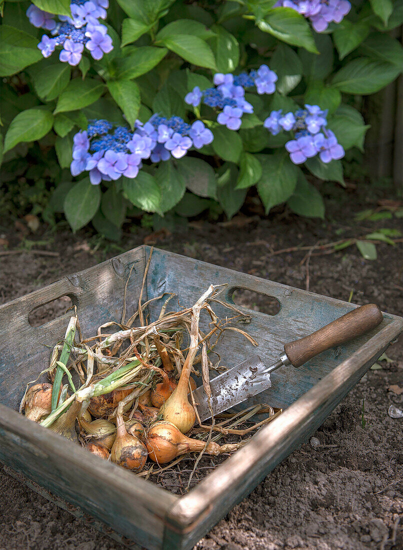 Harvested onions in a wooden bowl in front of flowering hydrangeas (Hydrangea)