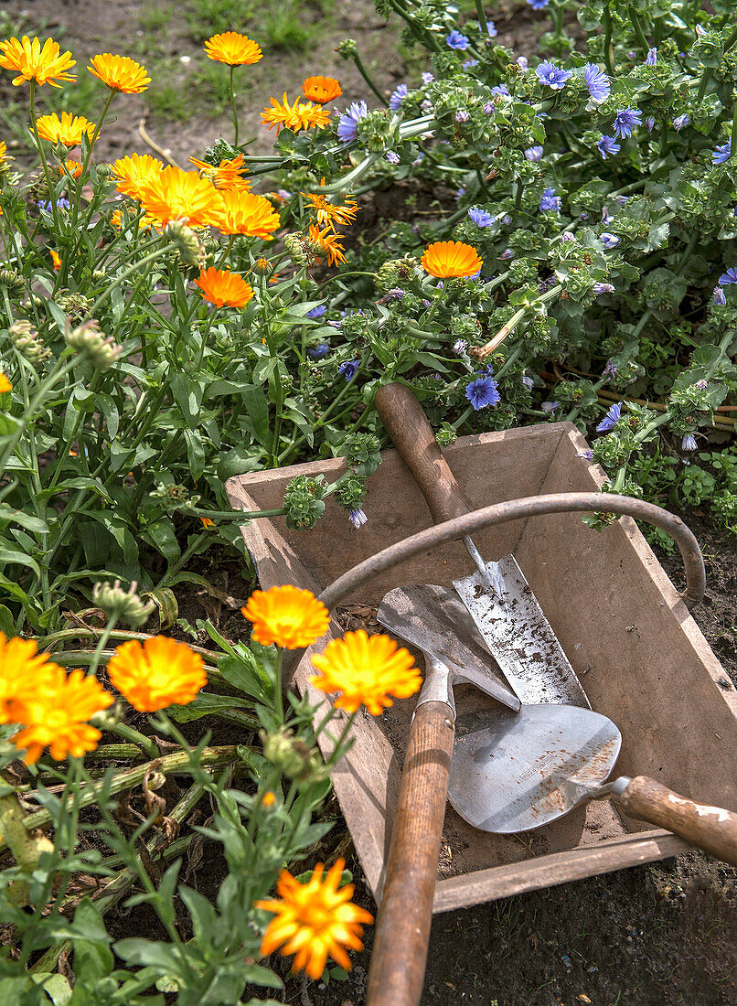 Blühende Ringelblumen im Garten neben Gartengeräten in Holzkiste