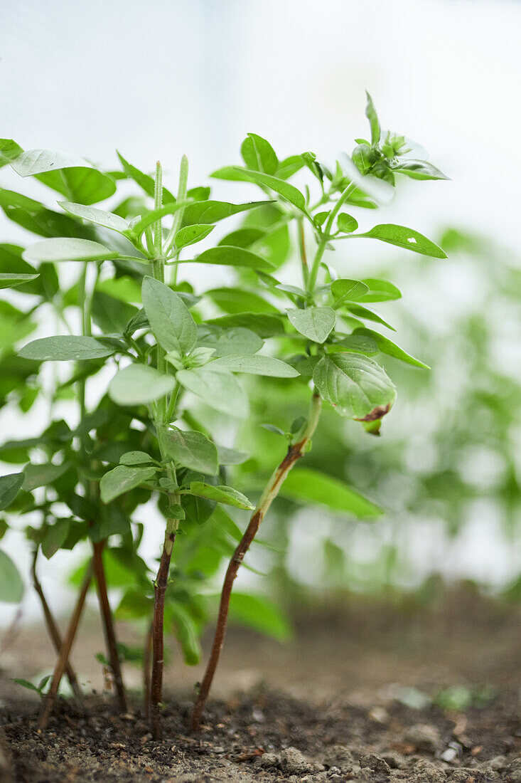 Basilikumpflanze