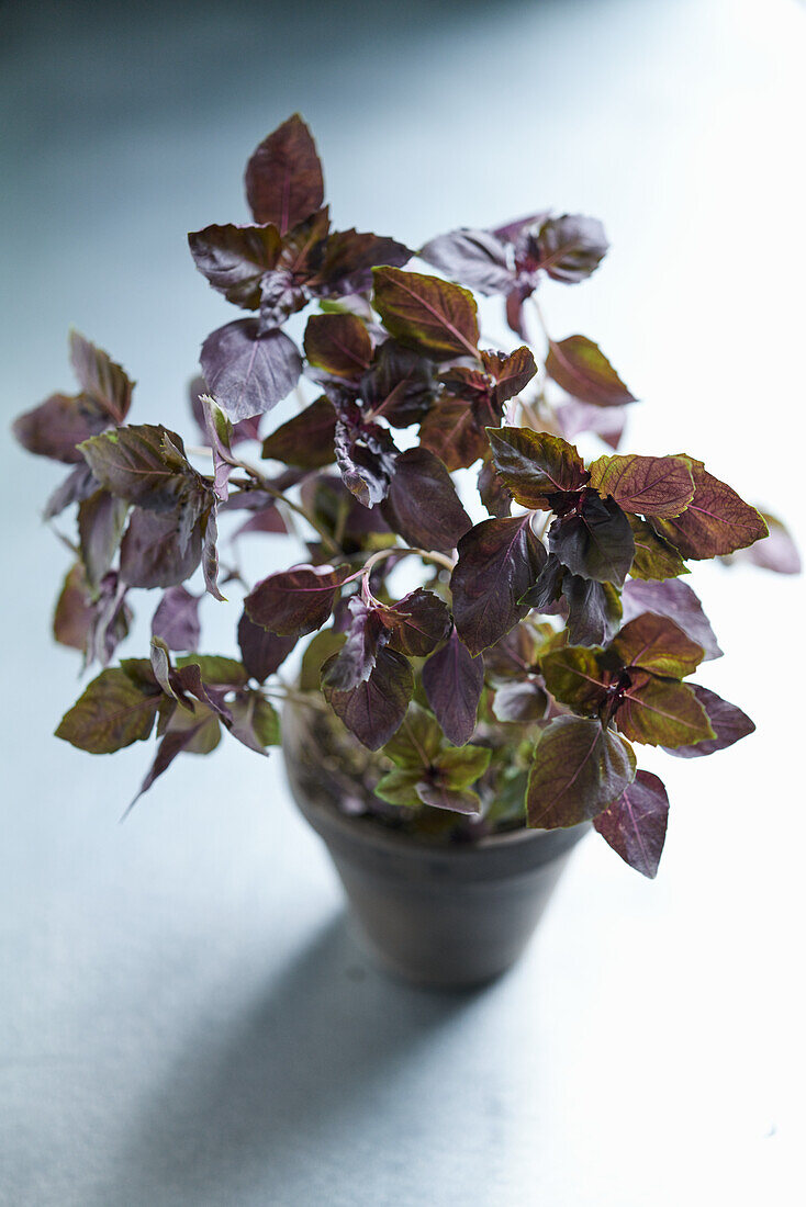 Red basil plant