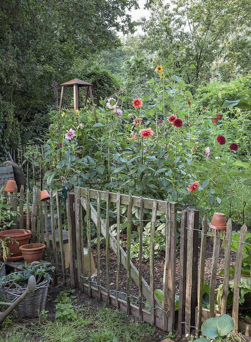 Flowering dahlia bed in a rustic garden with wooden fence