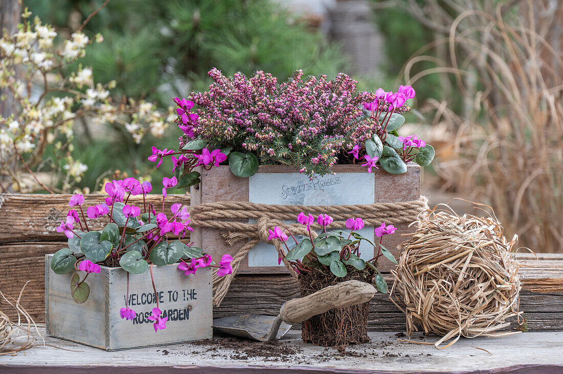 Alpenveilchen (Cyclamen) und Schneeheide (Erica carnea) in alten Kisten auf der Terrasse