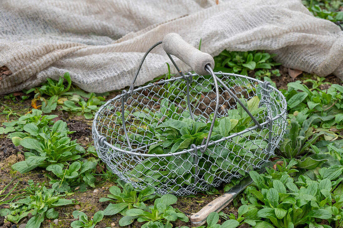 Harvesting lamb's lettuce