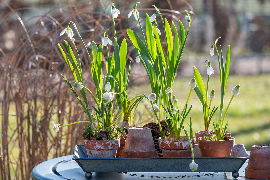 Schneeglöckchen (Galanthus) und Traubenhyazinthen (Muscari) 'White Magic' in Töpfen auf der Terrasse