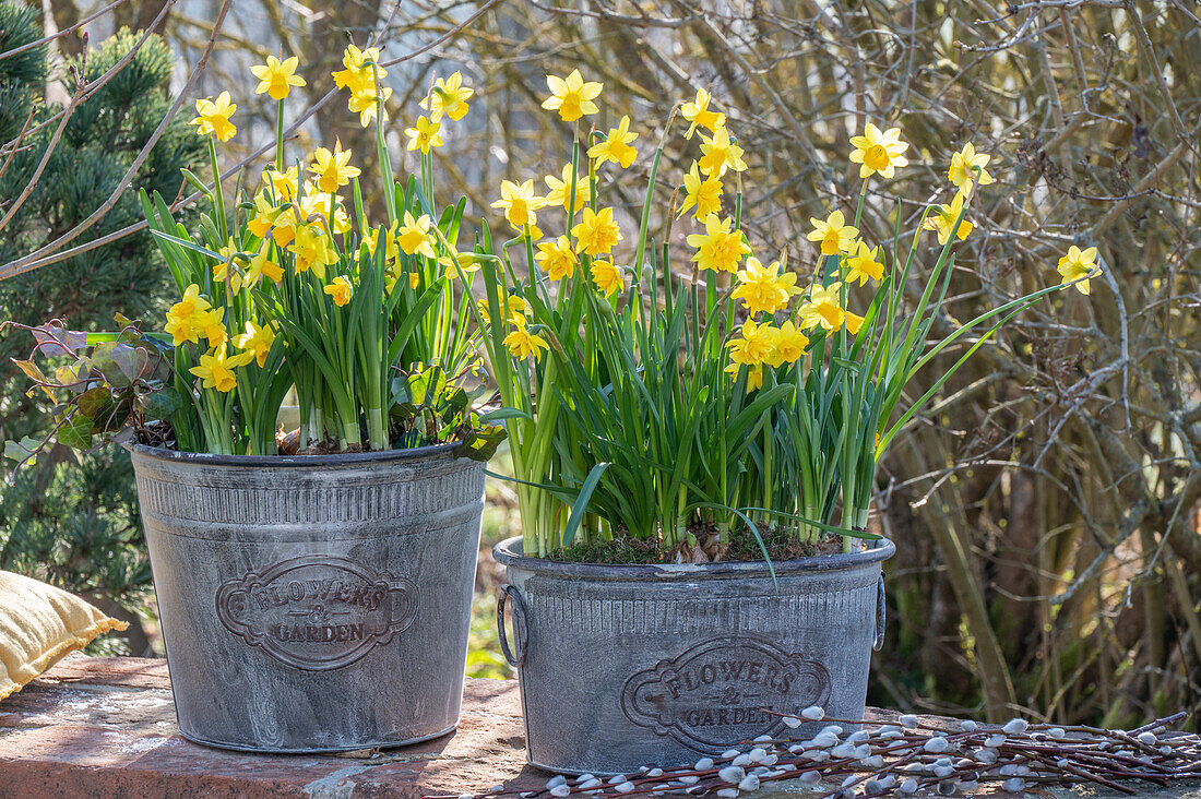 Narzisse 'Tete a Tete Boucle' und 'Tete a Tete' (Narcissus) in Zinkeimern auf der Terrasse